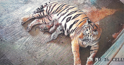 Good News: Tigress ‘Rani’ gives birth to 3 cubs in N’garh bio park